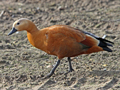 Ruddy Shelduck x South African Shelduck hybrid